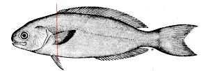 Centrolophus niger_claves.jpg